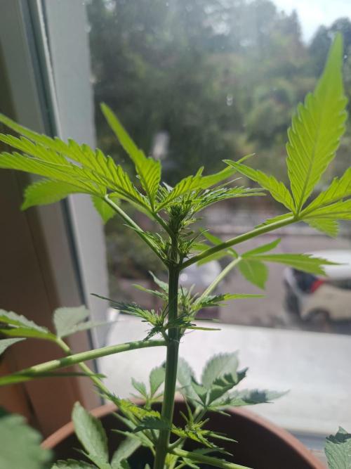 Pineapple Kush Cake. Week 4