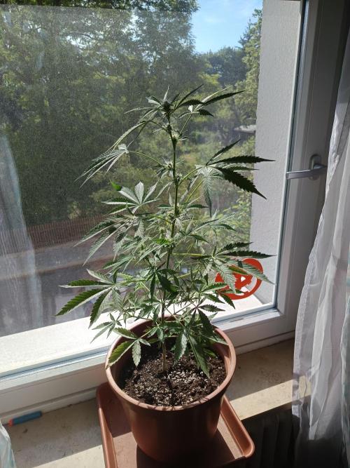 Pineapple Kush Cake. Week 5