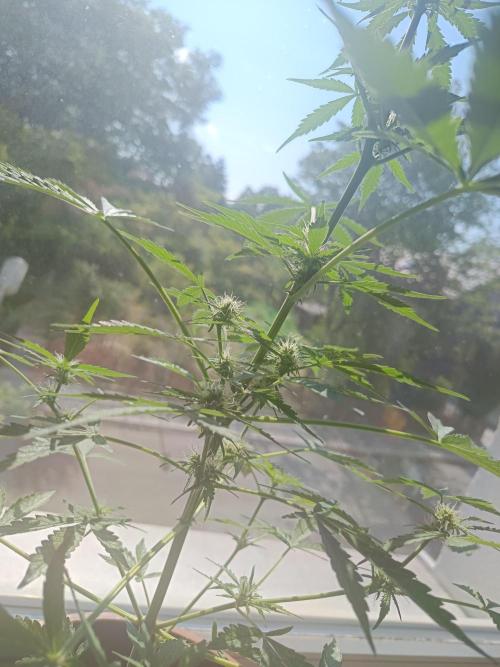 2026 | Pineapple KC Auto | Window Sill. Week 6