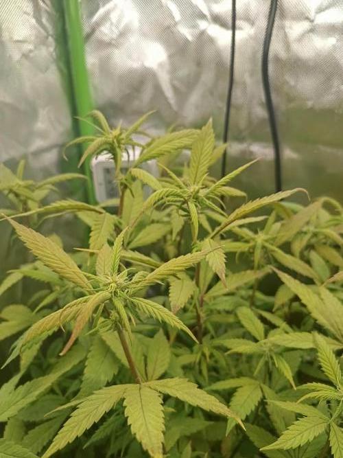 KushmintZ CloneZ / Zpeedrun. Week 5