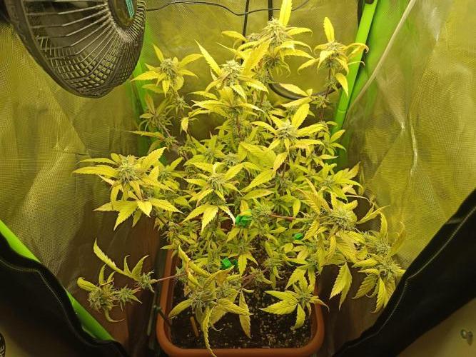 KushmintZ CloneZ / Zpeedrun. Week 8