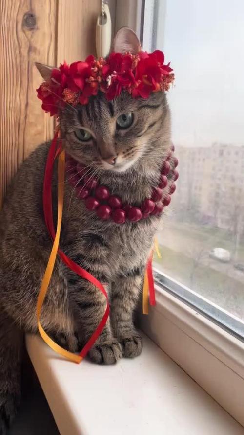 Christmas Grow Auto mix