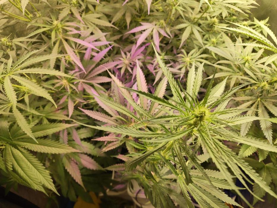 Nirvana Grow Zkittelz. Week 9 - 04.11.25 Week 9
