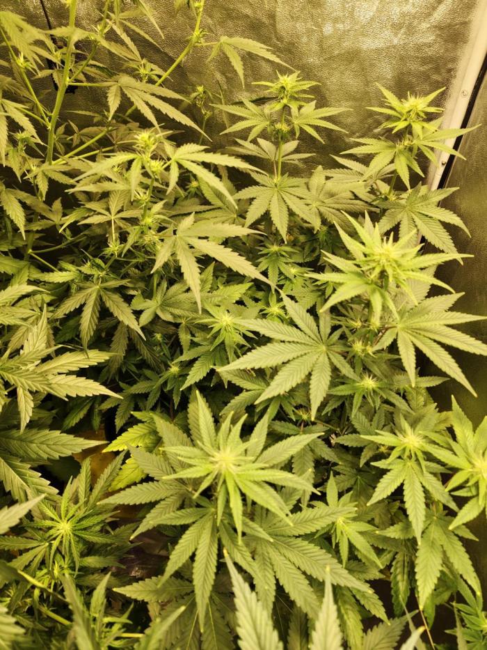 New Year Nirvana Grow. Week 8 - 04.11.25 Week 8