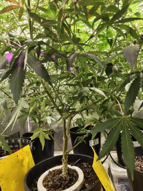 Nirvana Grow Zkittelz. Week 10 - 10.11.2005 Week 10