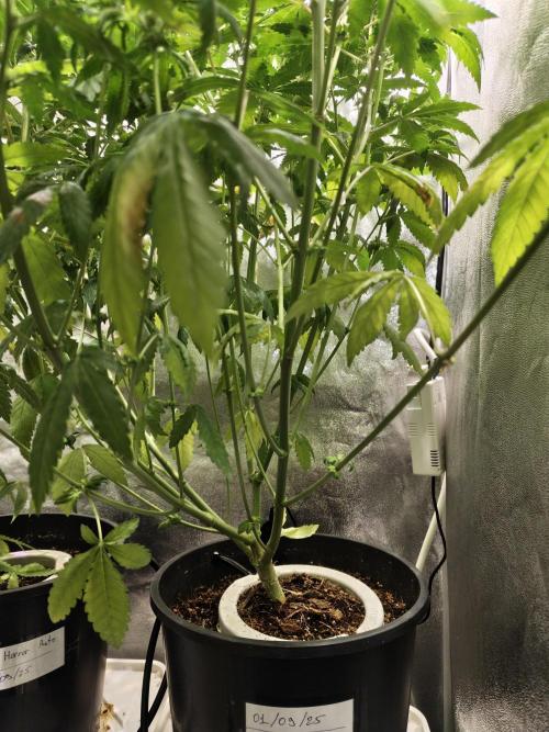 New Year Nirvana Grow. Week 9 - 10.11.2005 Week 9
