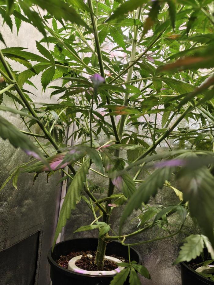 No name Auto. Week 7 - 03.11.25
