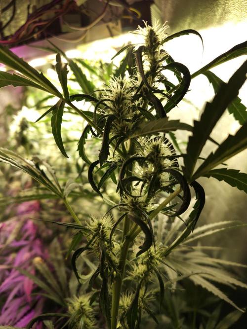 Nirvana Grow Zkittelz. Week 10 - 14.11.25