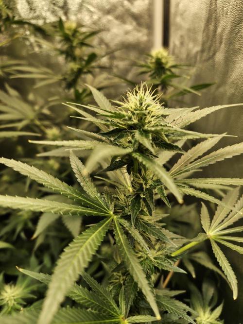 New Year Nirvana Grow. Week 9 - 14.11.25