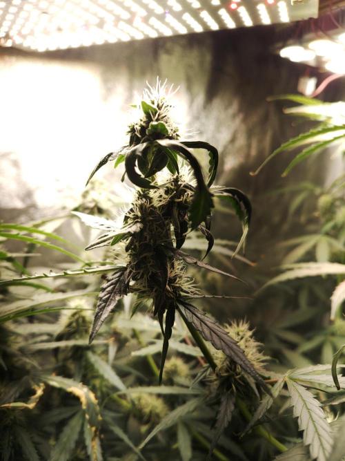 No name Auto. Week 8 - 14.11.25