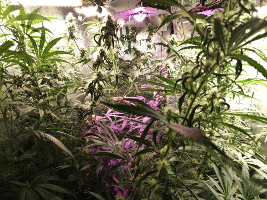 New Year Nirvana Grow. Week 11