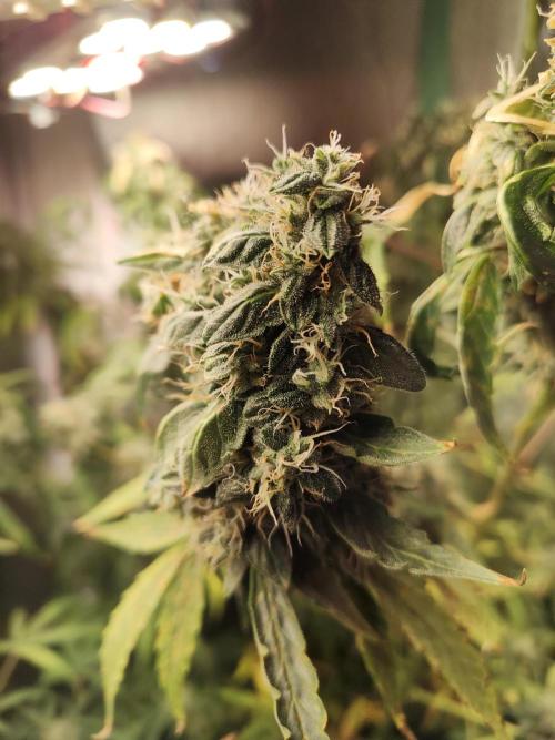 Jock Horror Auto. Week 11 - 06.12.25