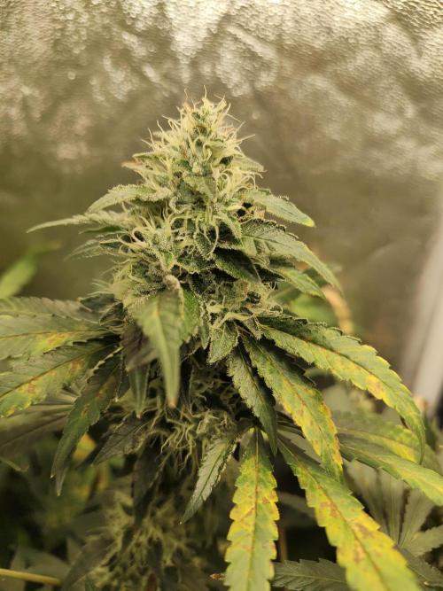 New Year Nirvana Grow. Week 12 - 06.12.25