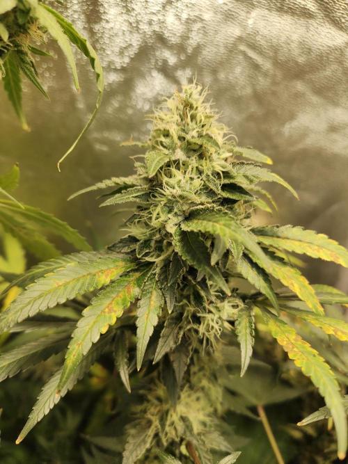 New Year Nirvana Grow. Week 13 - 08.12.25 Week 13