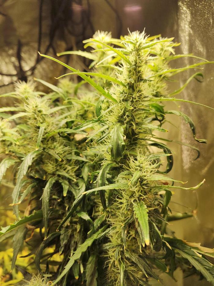 Nirvana Grow Zkittelz. Week 14 - 08.12.25 week 14