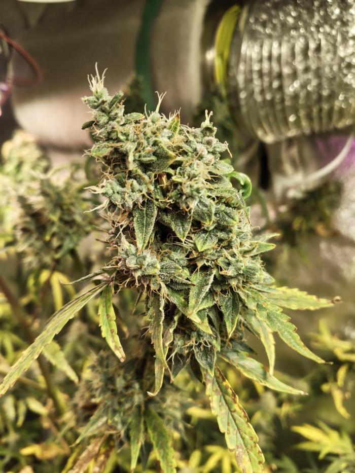 Jock Horror Auto. Week 12 - 08.12.25 week12