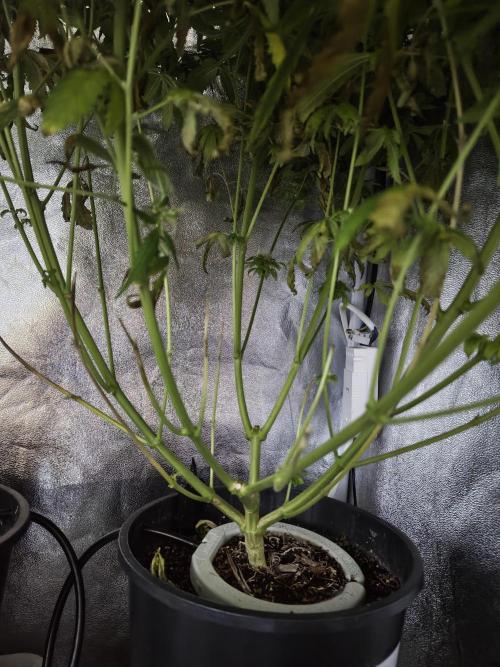 New Year Nirvana Grow. Week 13 - 11.12.25 Week 13