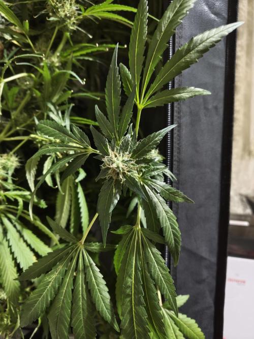 New Year Nirvana Grow. Week 13 - 11.12.25. Week 13. Clone