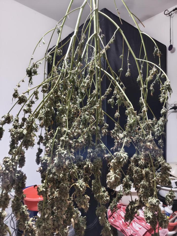 Jock Horror Auto. Week 14 - 22.12.25