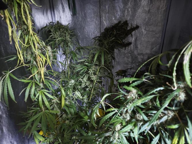 New Year Nirvana Grow. Week 15 - 22.12.25.  - week 15