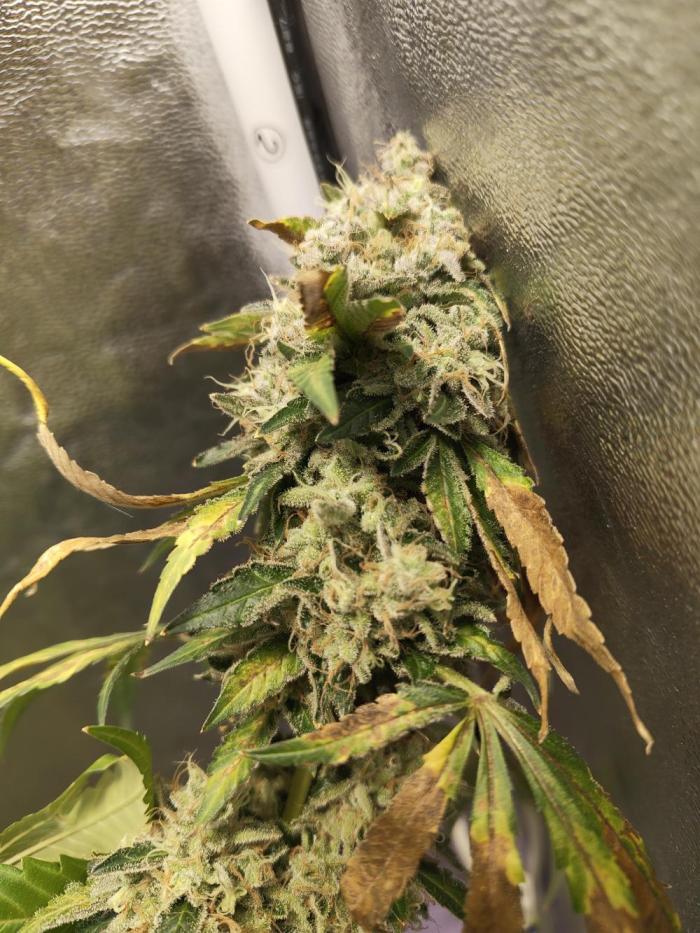 New Year Nirvana Grow. Week 16 - 29.12.25 Week 16
