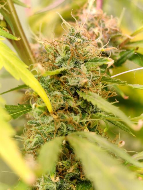 Nirvana Grow Zkittelz. Week 18 - 05.01.26. Week 18
