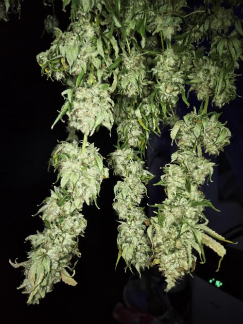 New Year Nirvana Grow. Week 17 - 05.01.26. Week 17, harvest.