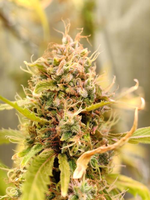 Nirvana Grow Zkittelz. Week 19 - 12.01.26. 