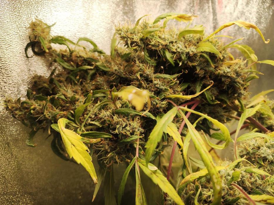 New Year Nirvana Grow. Week 17