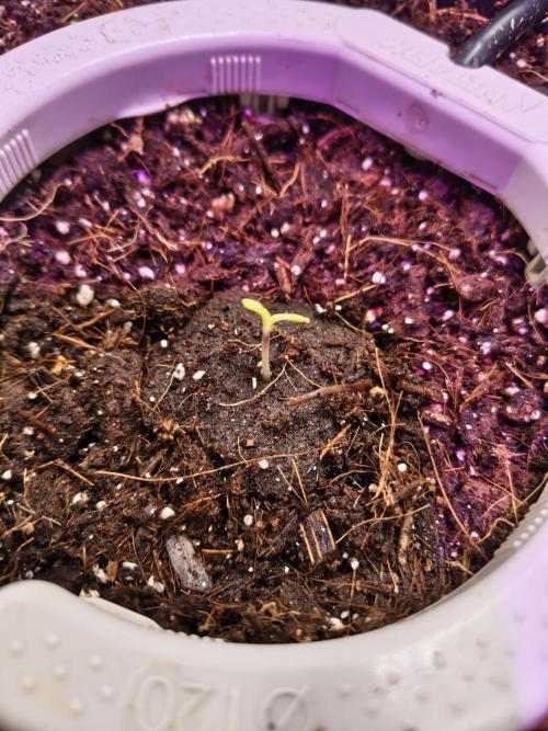 Trump Iran auto. Week 0 - 0 week 24.05
Germination 4 day