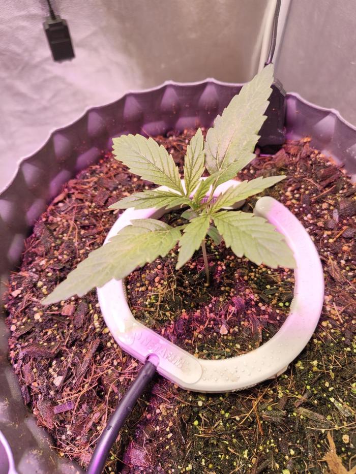 Trump Iran auto. Week 2 - 03.06.26 Week 2