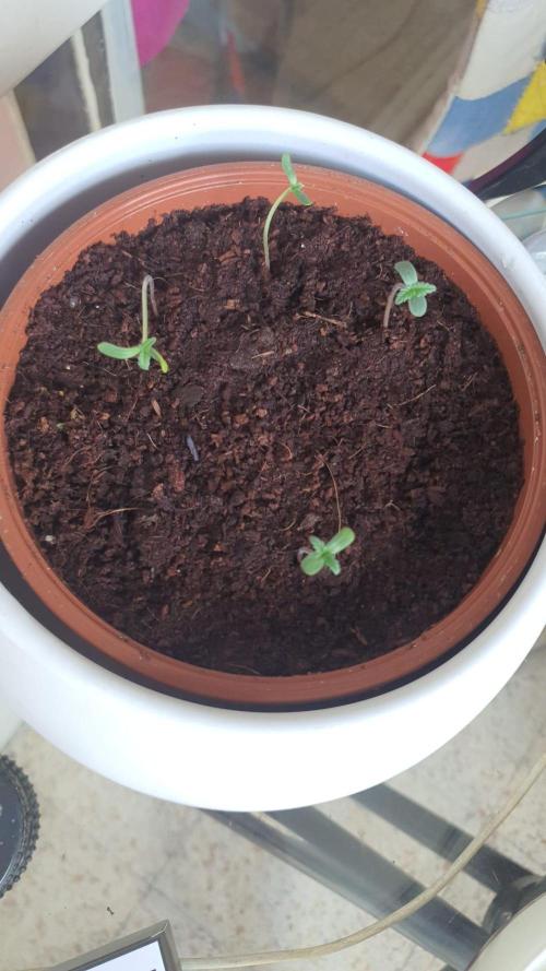 Jock Horror Auto. Week 3