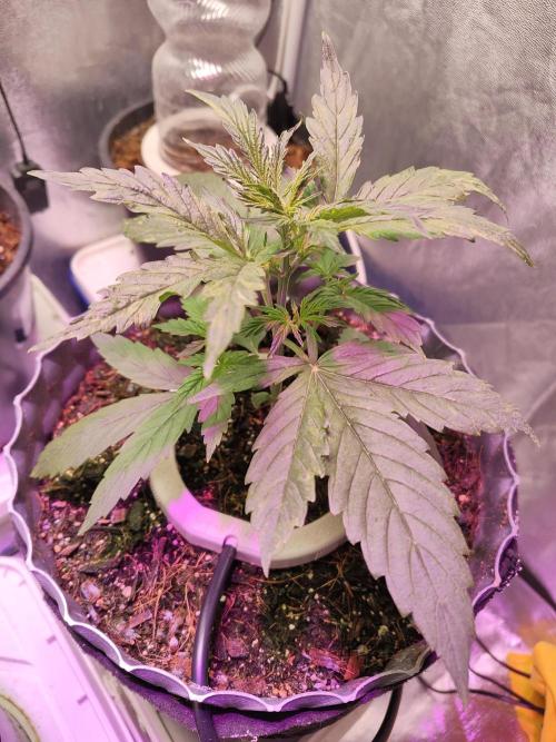 Trump Iran auto. Week 3 - Week 3, 10.06.26
First plant 🎍 
