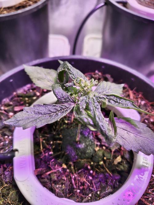 Trump Iran auto. Week 3 - Week 3, 10.06.26
Second plant 🌵