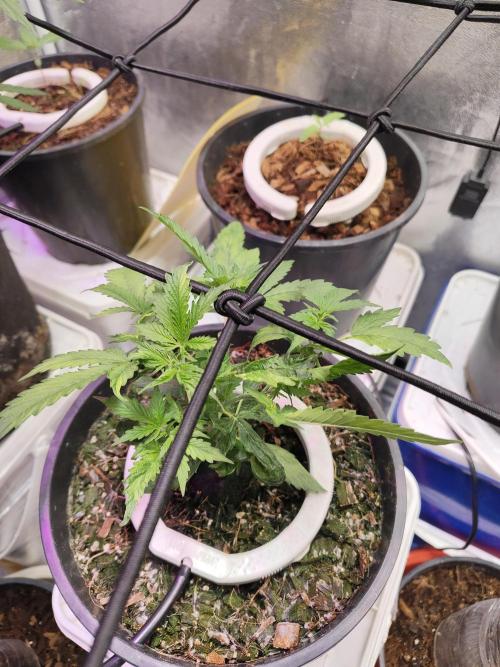 Jock Horror Auto. Week 4