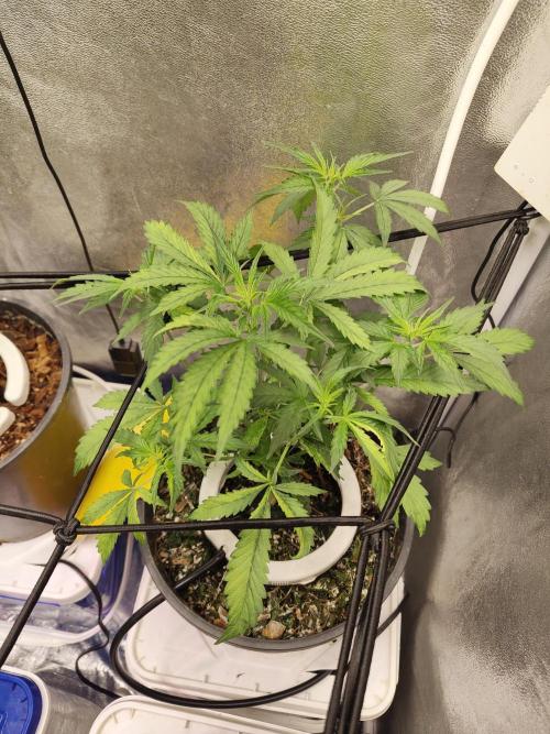 Trump Iran auto. Week 4 - 22.06.26. Second plant.