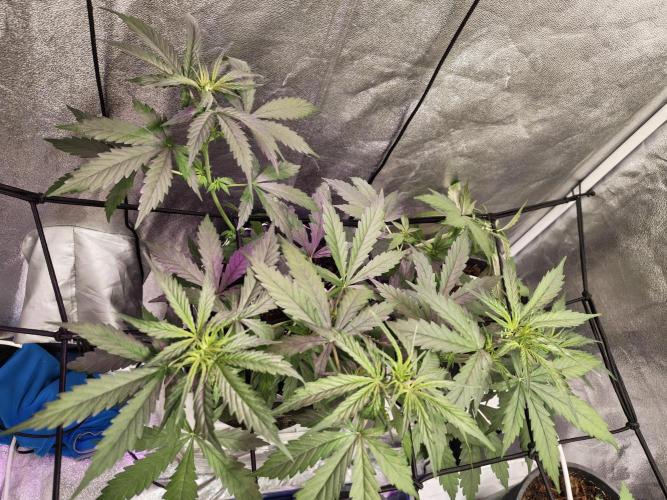 Jock Horror Auto. Week 4