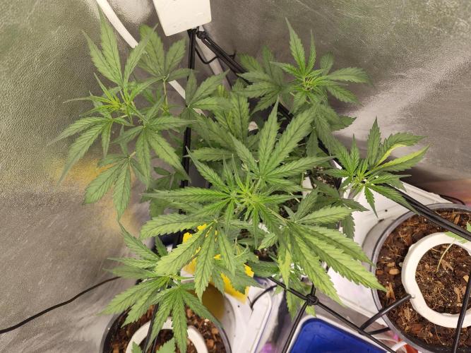 Trump Iran auto. Week 5 - 24.06.26. Week 5
Second plant.