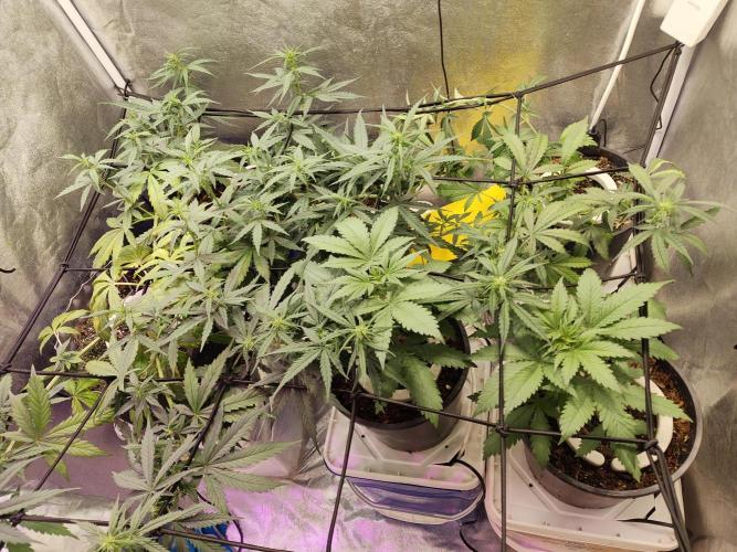 Trump Iran auto. Week 6 - Week 6. Pre-bloom 1 week
01.07.26. Second plant 🌵 
