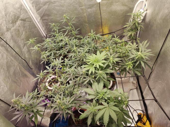 Trump Iran auto. Week 6 - Week 6,  07.07.26
Added water...