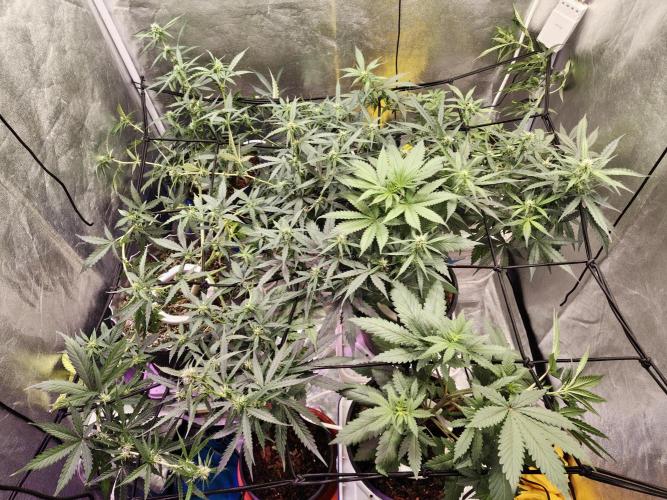 Jock Horror Auto. Week 7