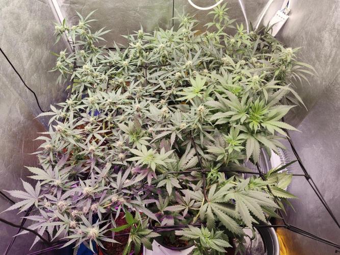 Trump Iran auto. Week 8 - Week 8. 15.07.26
New nutrients 860ppm