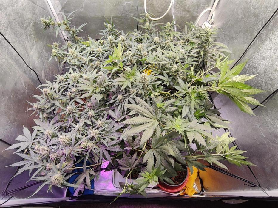 Trump Iran auto. Week 9 - Week 9 (Flower 4)
22.07.26 - Add water 10l
25.07.26. - New nutrients 860ppm