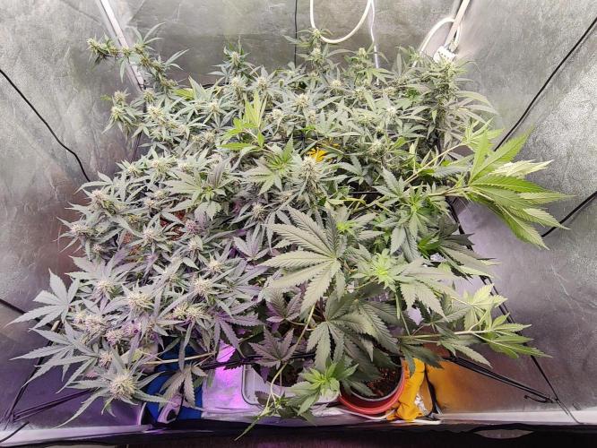 Jock Horror Auto. Week 9