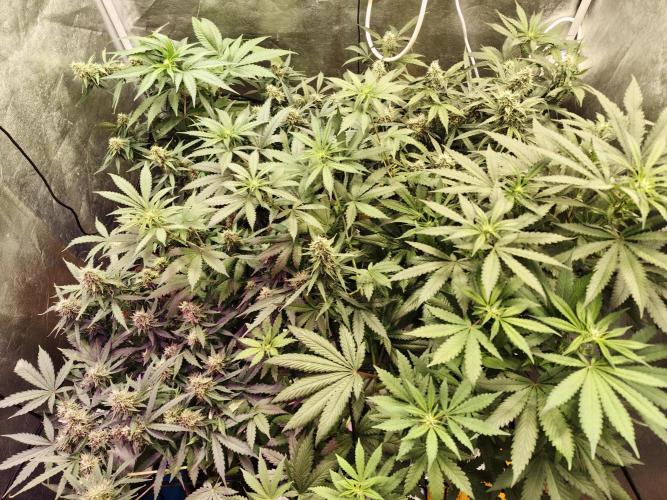 Trump Iran auto. Week 10 - Week 10.  31.07.2026
- New nutrients, 900ppm
