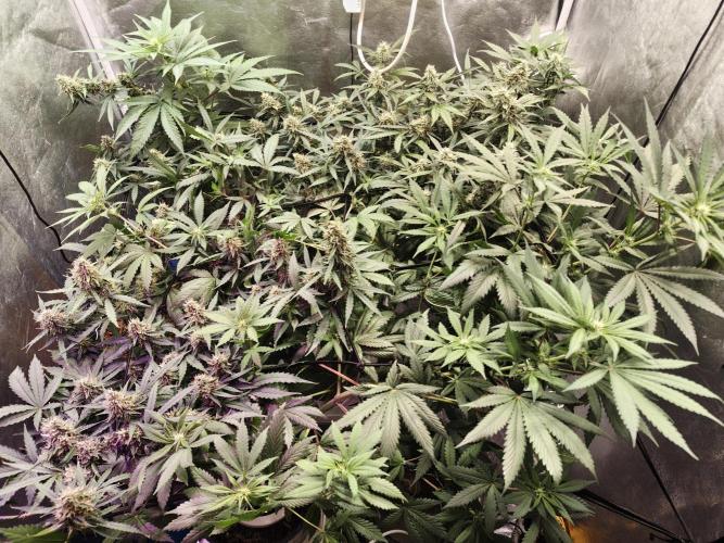 Jock Horror Auto. Week 10