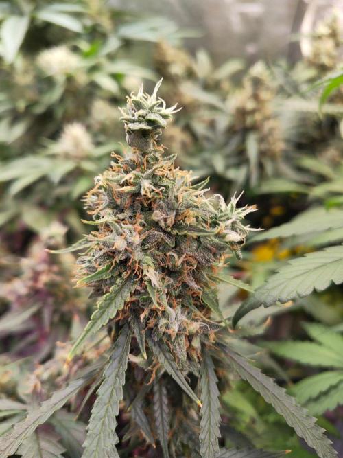 Trump Iran auto. Week 13 - Week 13. 20.08.2026
First plant's bud