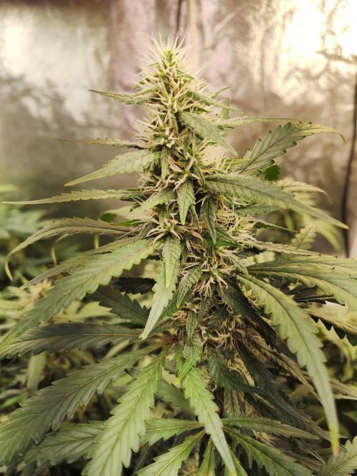 Trump Iran auto. Week 13 - Week 13. 20.08.2026
Second plant, Week 10
