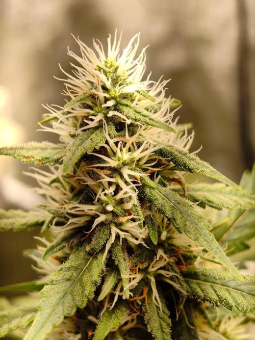 Trump Iran auto. Week 13