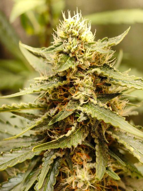 Trump Iran auto. Week 13